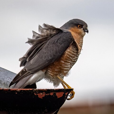 Sparrowhawk-12