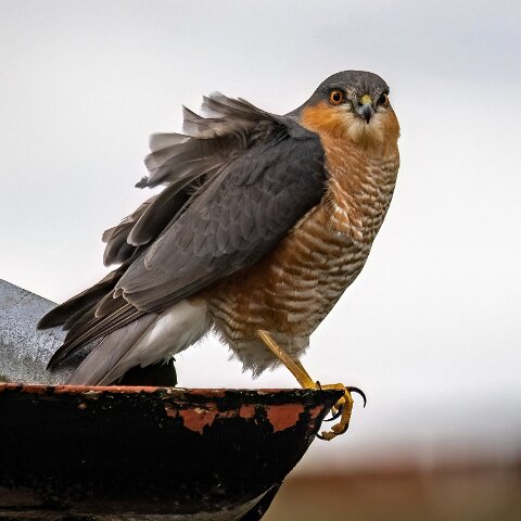 Sparrowhawk-14