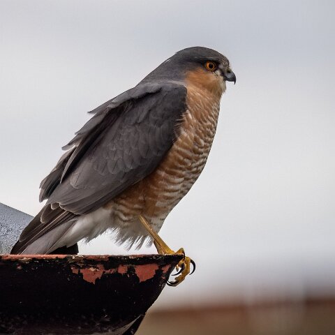 Sparrowhawk-15