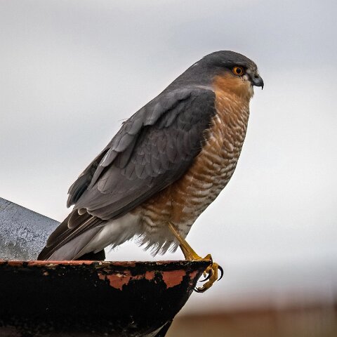 Sparrowhawk-2