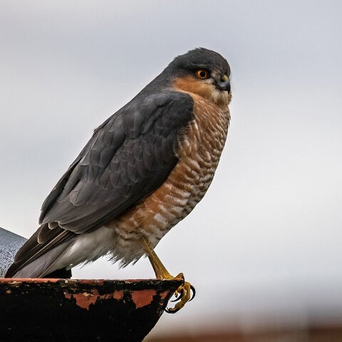 Sparrowhawk-3
