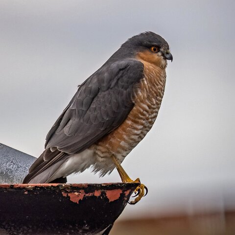 Sparrowhawk-4