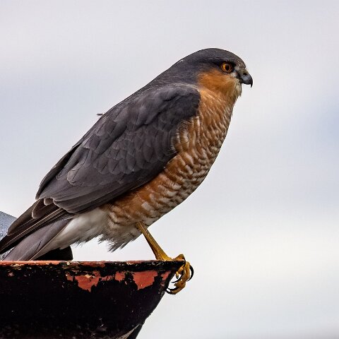 Sparrowhawk-6