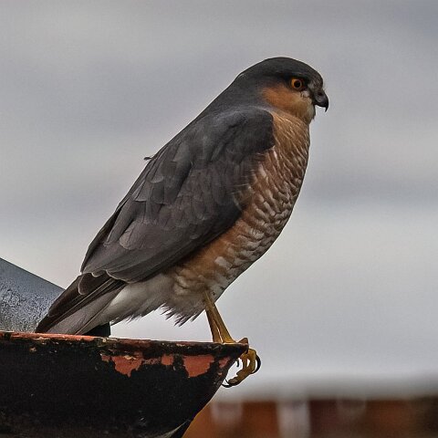 Sparrowhawk-9
