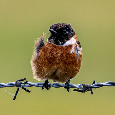 Stonechat-1