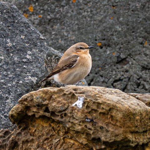 Stonechat-10