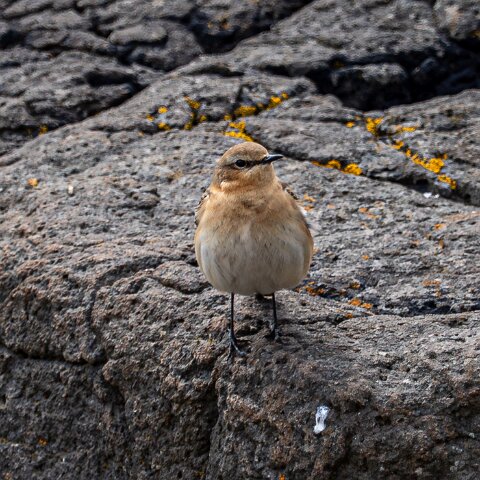 Stonechat-11