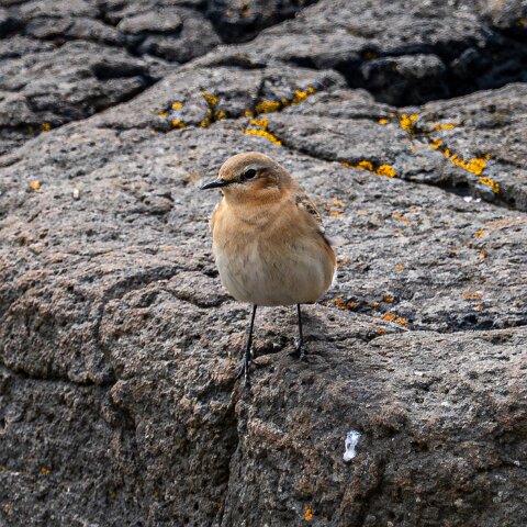 Stonechat-12
