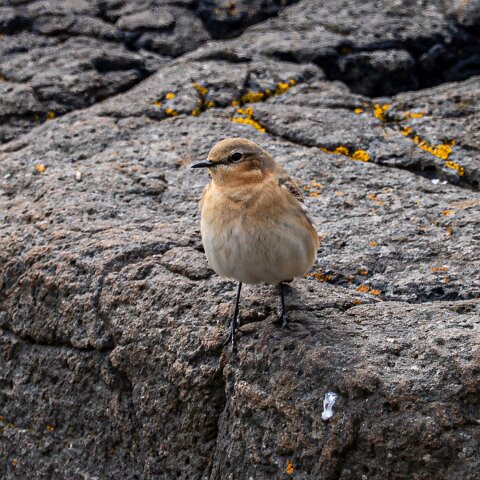 Stonechat-13