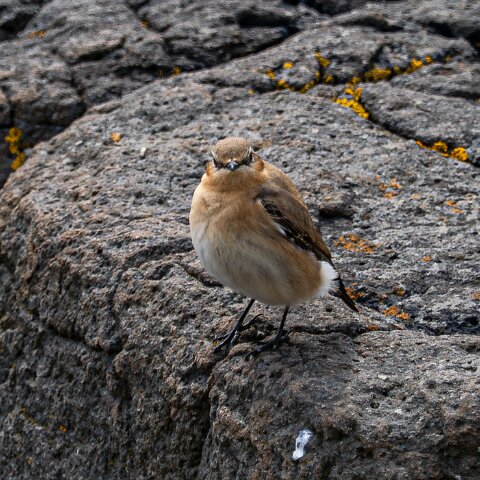 Stonechat-14