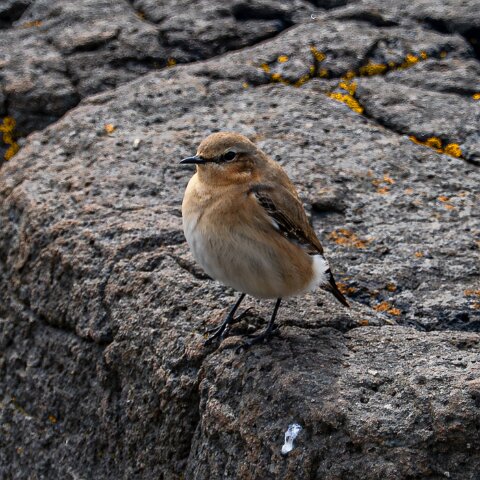 Stonechat-15
