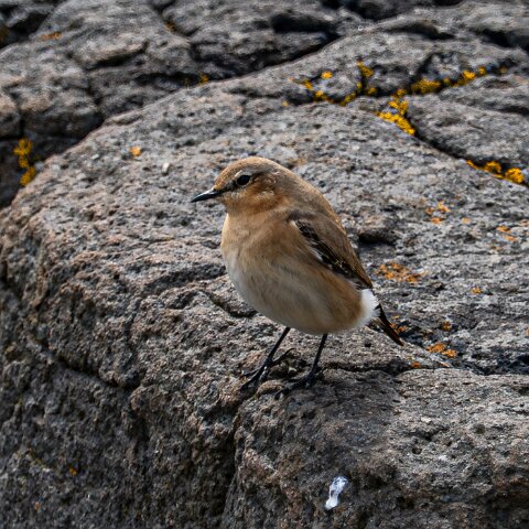 Stonechat-16