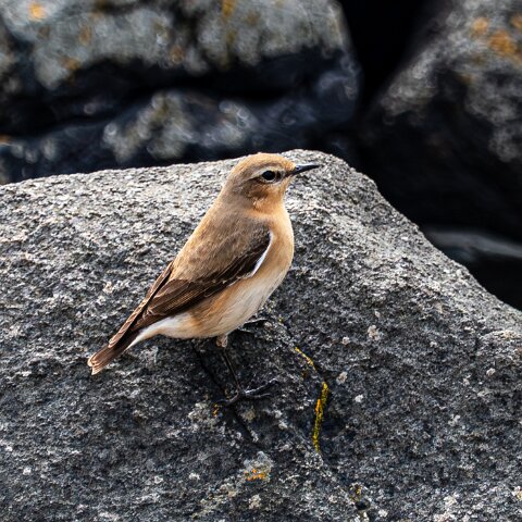 Stonechat-17