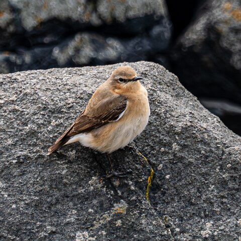 Stonechat-18