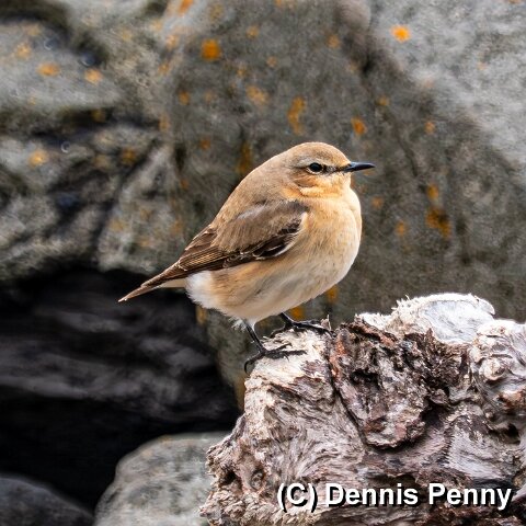 Stonechat-19