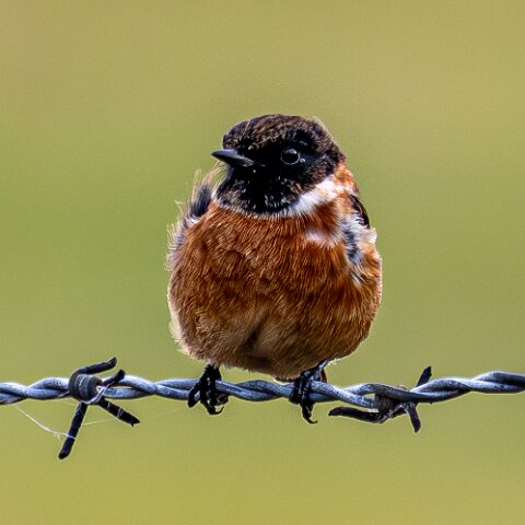 Stonechat-2