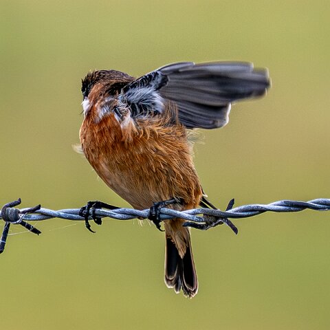 Stonechat-3