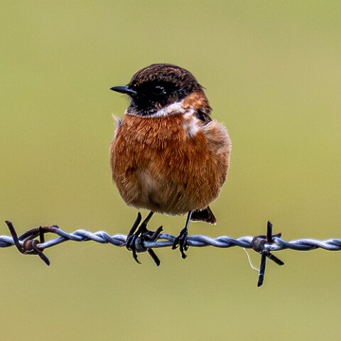 Stonechat-4