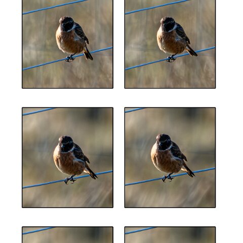 Stonechat-5