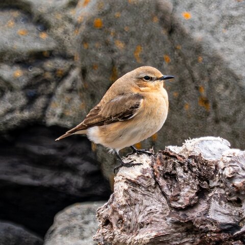 Stonechat-6