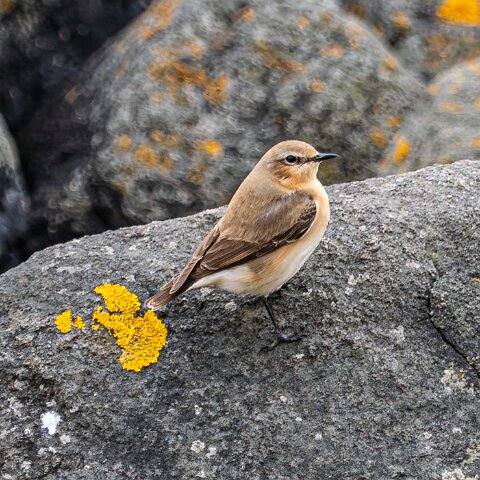 Stonechat-7