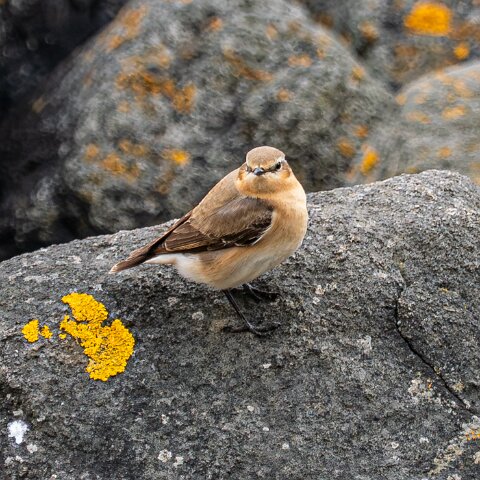Stonechat-8