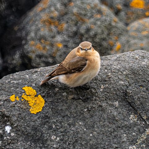Stonechat-9