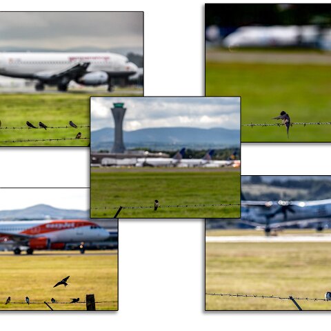 Swallow-1
