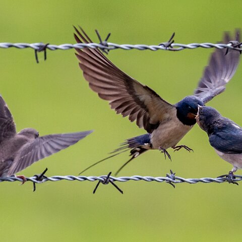 Swallow-10