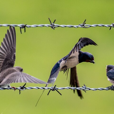 Swallow-11