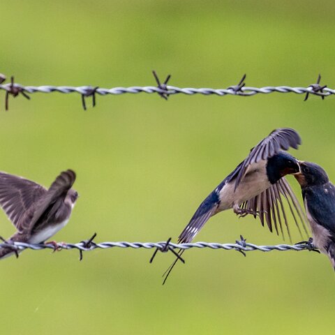 Swallow-13
