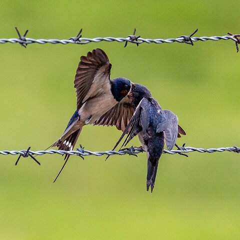 Swallow-14