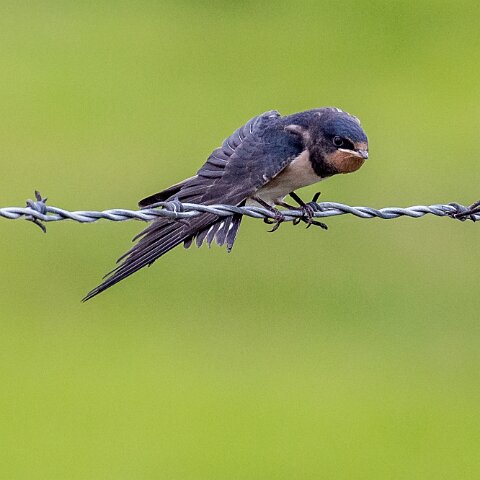 Swallow-16