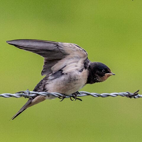 Swallow-18