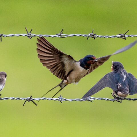 Swallow-19