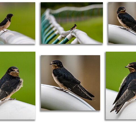 Swallow-2