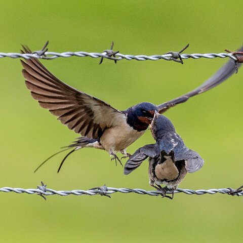 Swallow-20