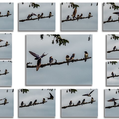 Swallow-3