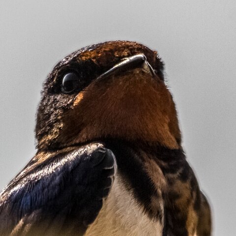 Swallow-4