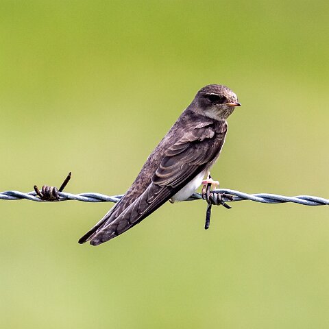 Swallow-5