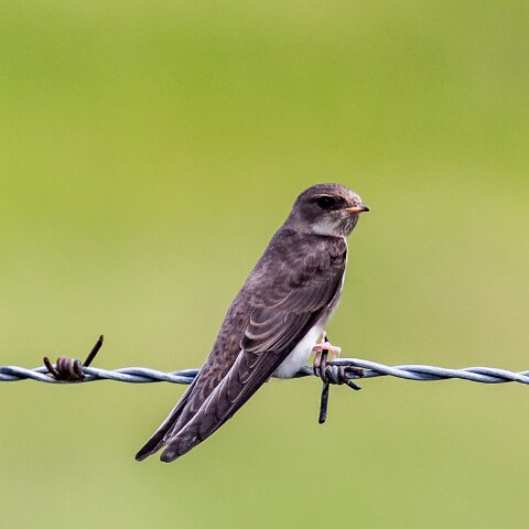 Swallow-7