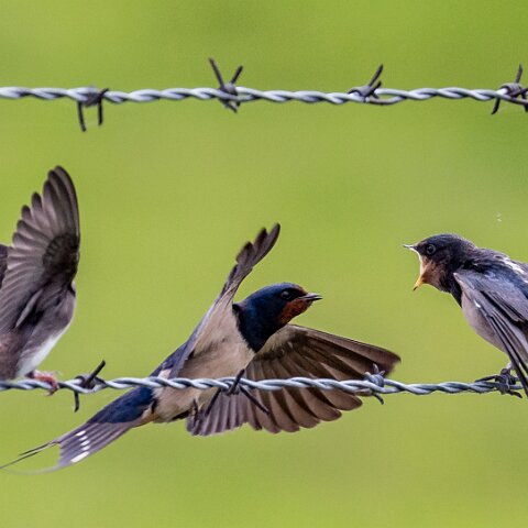 Swallow-9