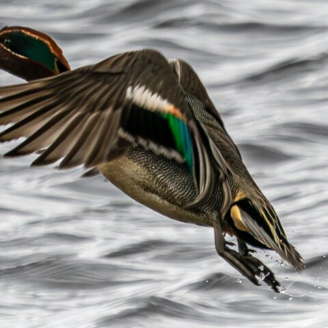 Teal-3