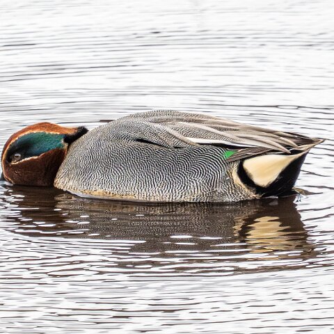 Teal-8