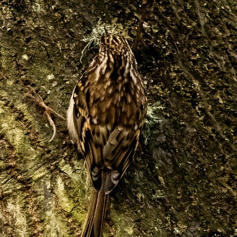 Tree-Creeper-3