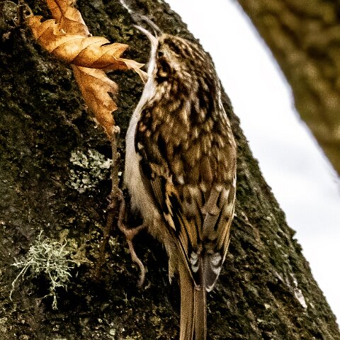 Tree-Creeper-5