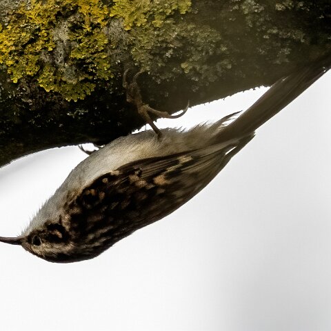 Tree-Creeper-8