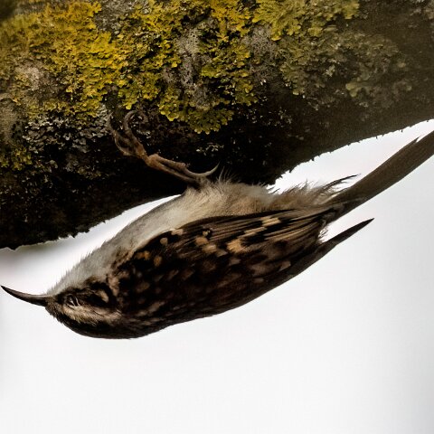 Tree-Creeper-9