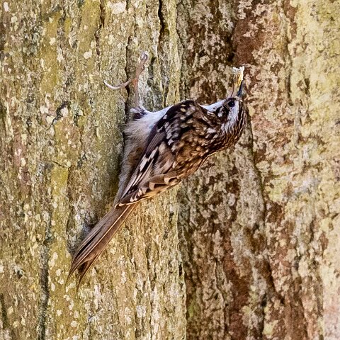 TreeCreeper-1