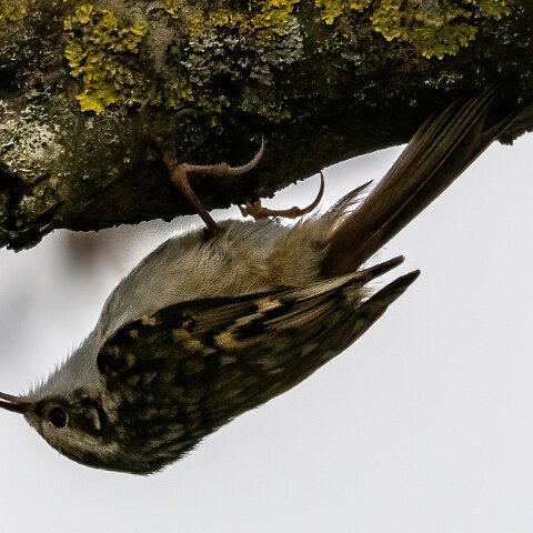 TreeCreeper-10